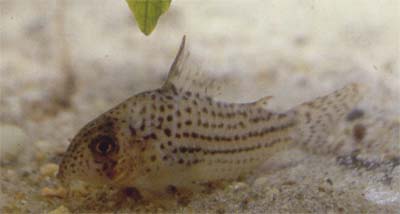 Corydoras sp. C104